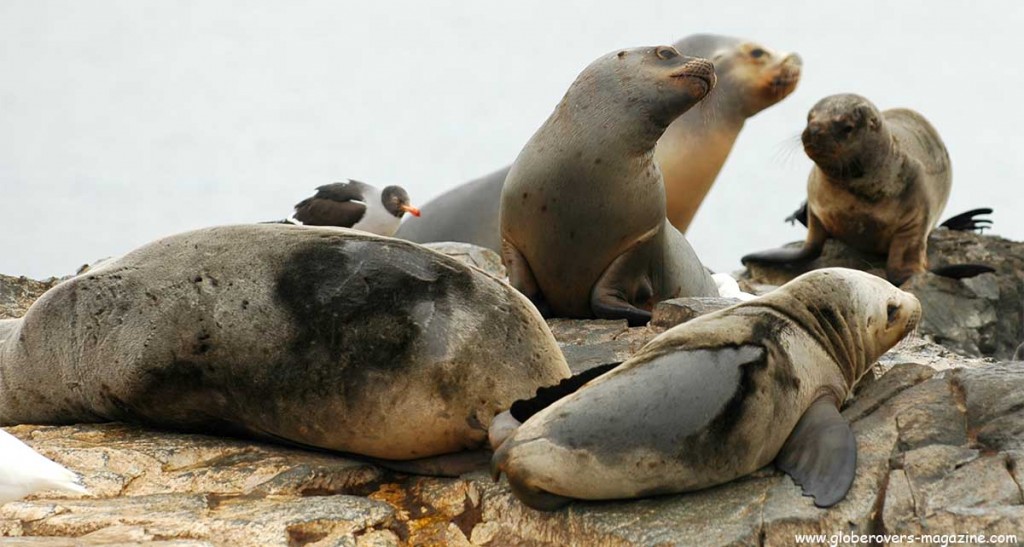 Sea lions on La Isla de Los Lobos, Beagle Channel, Ushuaia, Argentina