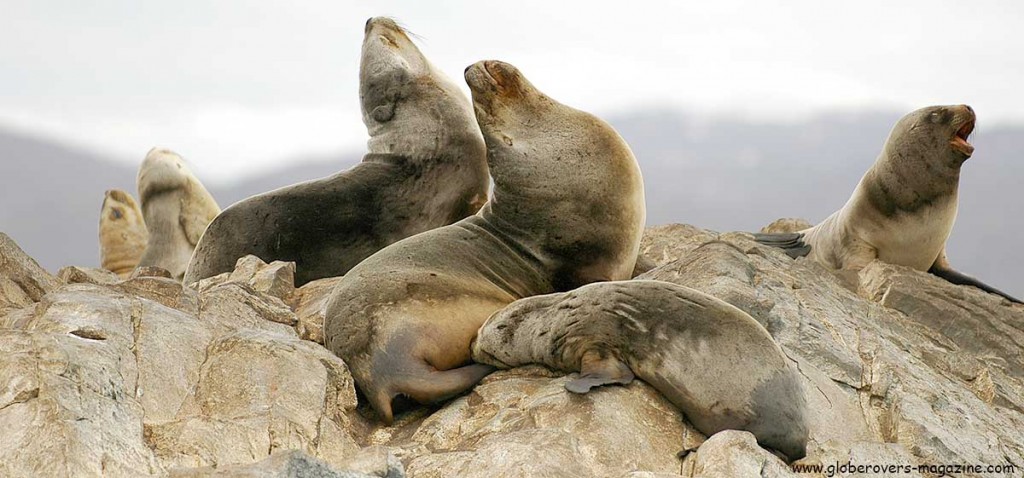 Sea lions on La Isla de Los Lobos, Beagle Channel, Ushuaia, Argentina