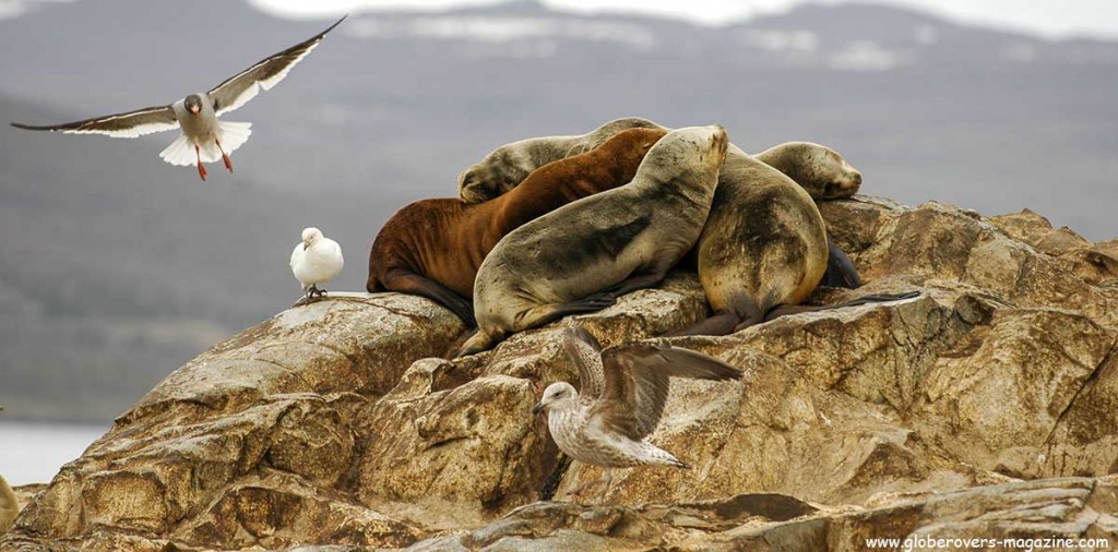 Sea lions on La Isla de Los Lobos, Beagle Channel, Ushuaia, Argentina