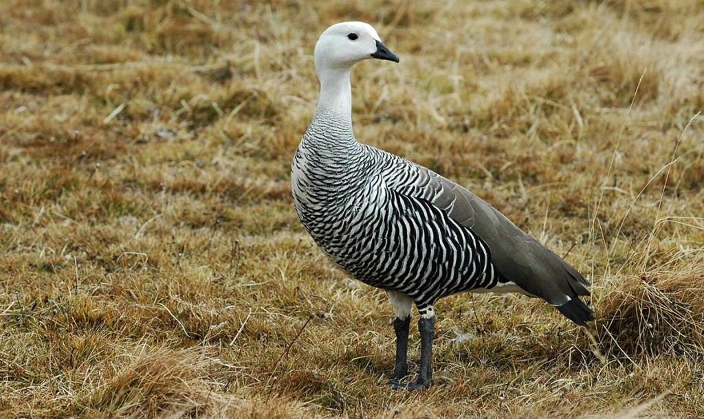 Upland Goose, Tierra del Fuego National Park near Ushuaia, Argentina