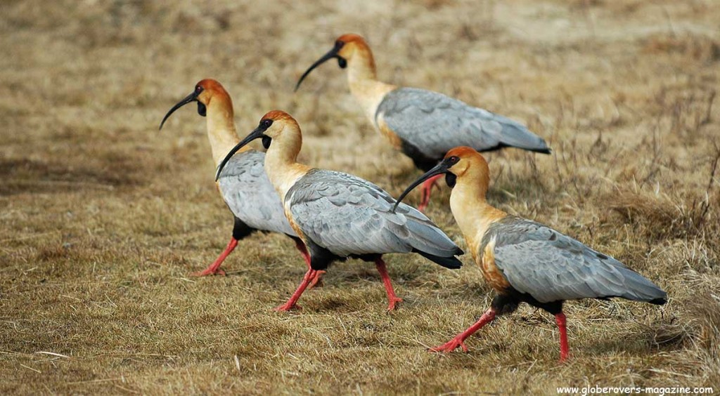 Black-faced Ibis, Tierra del Fuego National Park near Ushuaia, Argentina