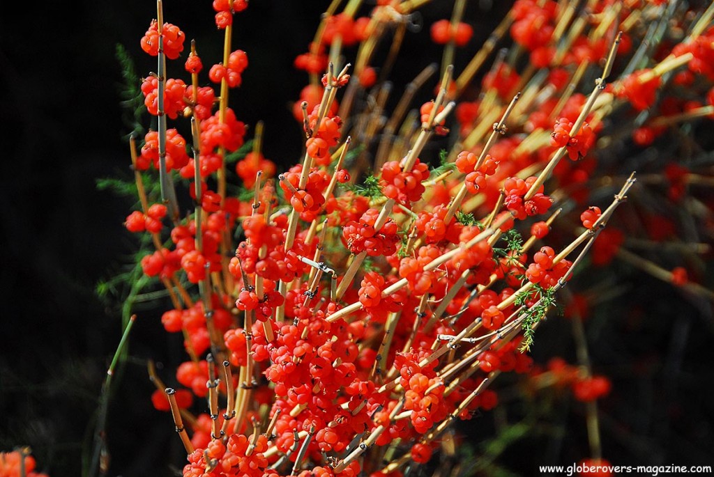 Ephedra equisetina with berries at Bel-Tam yurts near Bokonbaeva south side of Yssy-Kul, Kyrgyzstan