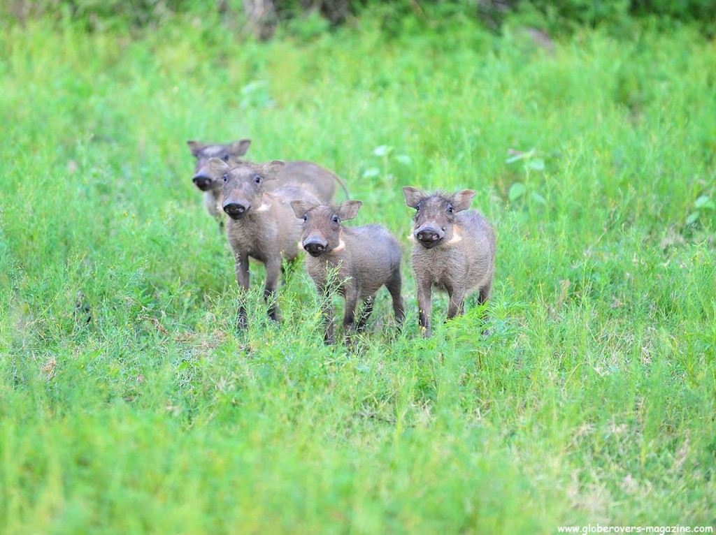 Warthogs, Leeupoort, SOUTH AFRICA