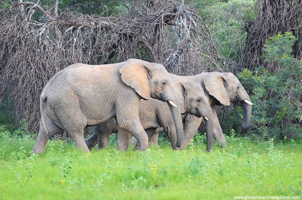 African Elephant, Mabula Private Reserve, SOUTH AFRICA