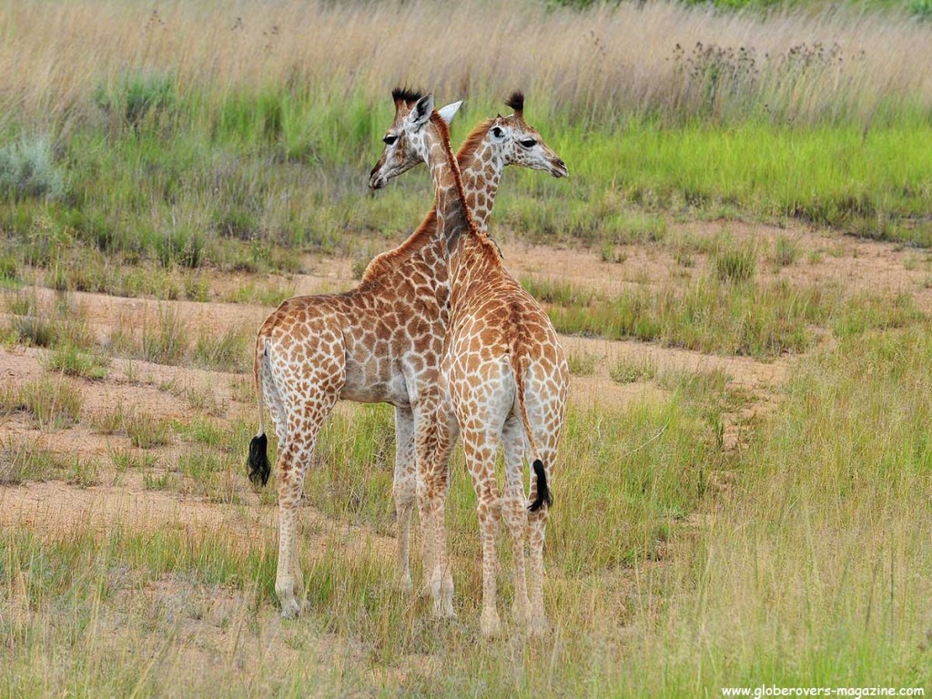 South African Giraffe, Leeupoort Private Reserve, SOUTH AFRICA