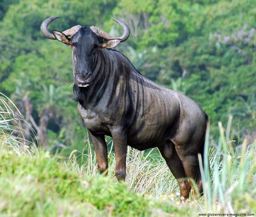 Blue Wildebeest, Transkei Coast, South Africa