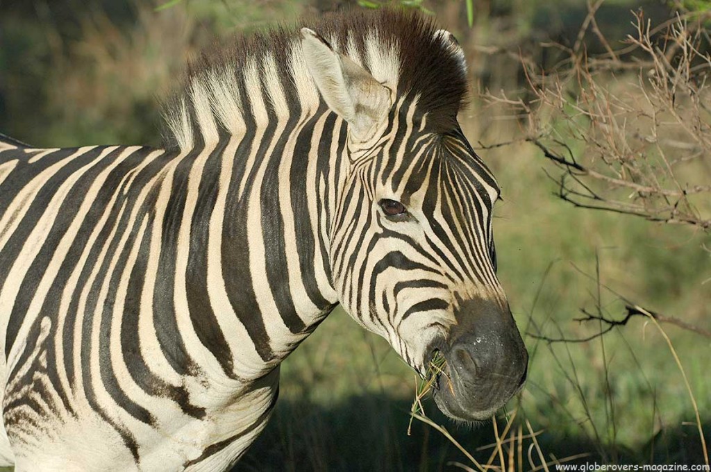 Zebra, Marakele National Park, Thabazimbi, SOUTH AFRICA