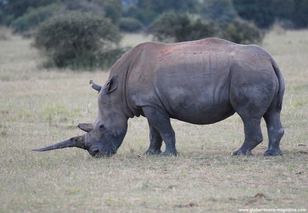 Mabula Private Reserve, SOUTH AFRICA