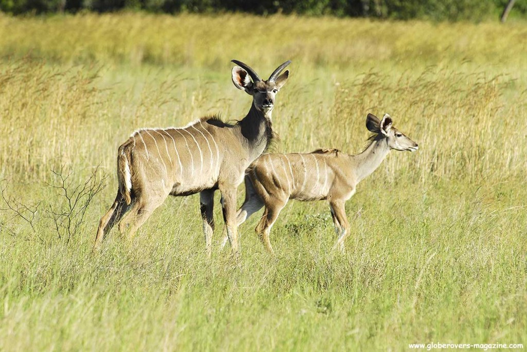 Mabula Private Reserve, SOUTH AFRICA