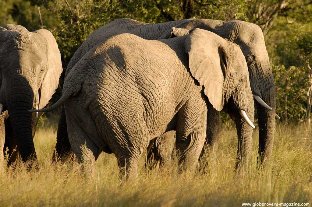 African Elephant, Mabula Private Reserve, SOUTH AFRICA