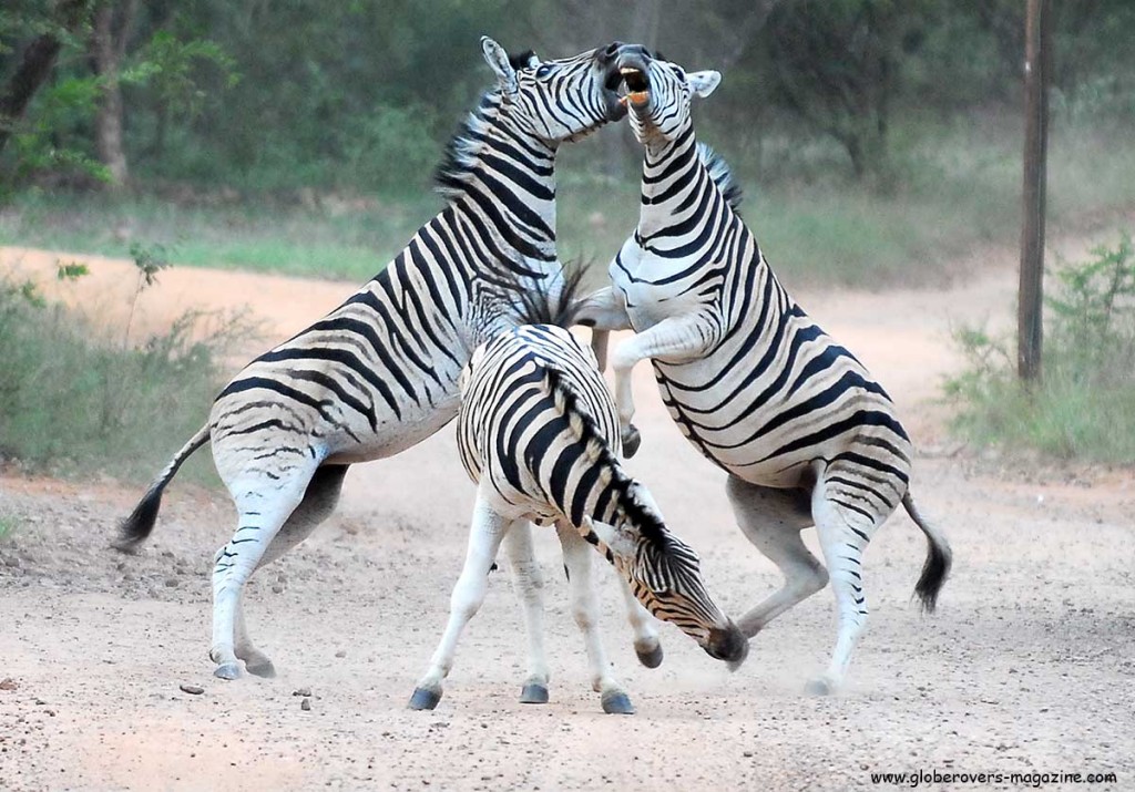 Zebra, Leeupoort Private Reserve, SOUTH AFRICA