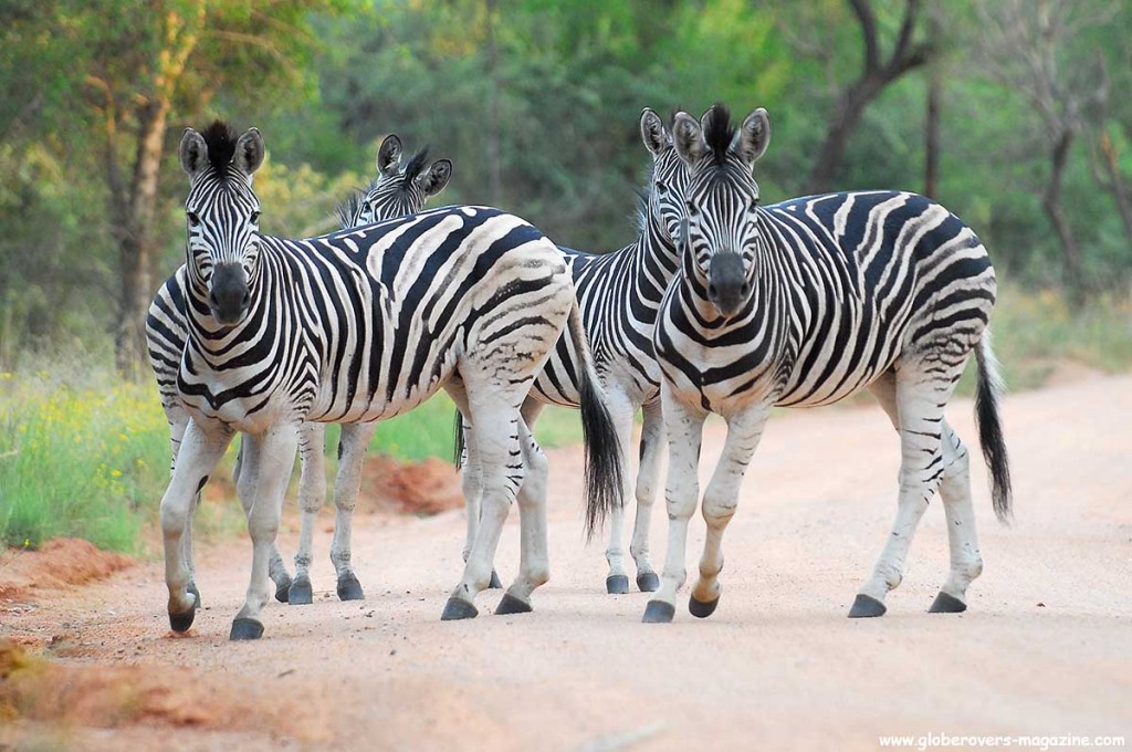Zebras, Leeupoort, SOUTH AFRICA