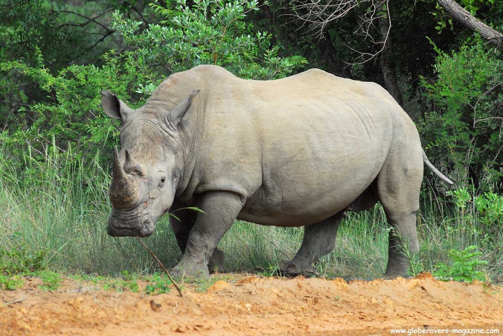 White Rhino, Marakele National Park, Thabazimbi, SOUTH AFRICA