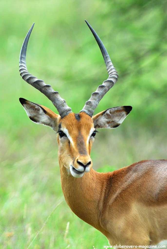 Impala, Marakele National Park, Thabazimbi, SOUTH AFRICA