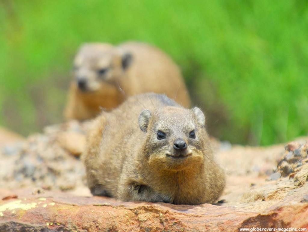 Dassie, Marakele National Park, Thabazimbi, SOUTH AFRICA