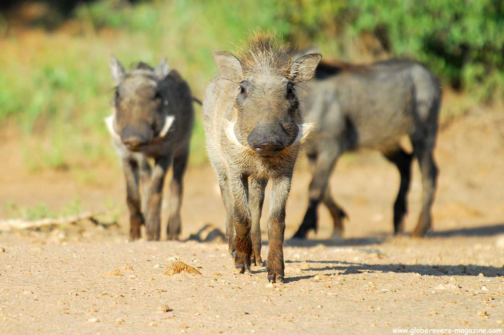 Warthogs, Leeupoort Private Reserve, SOUTH AFRICA