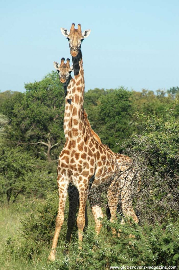Giraffe, Leeupoort Private Reserve, SOUTH AFRICA