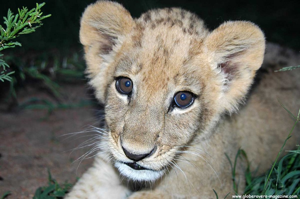 Lion cub near Mabula, South Africa