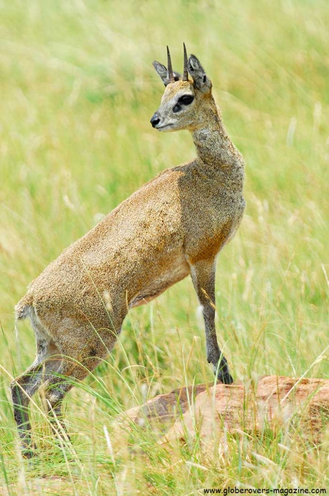 Klipspringer, Marakele National Park, Thabazimbi, SOUTH AFRICA