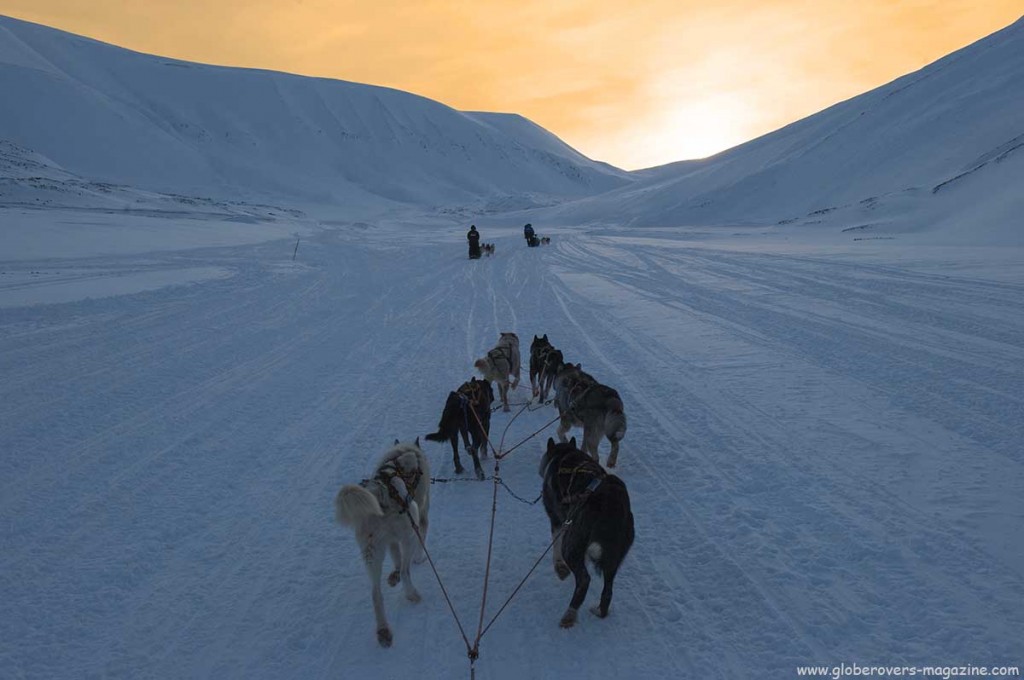 Dog Sledding - Svalbard, Norway