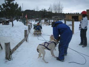 Dog sledding, Quebec's Pontiac region, Canada