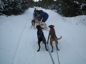 Dog sledding, Quebec's Pontiac region, Canada