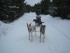 Dog sledding, Quebec's Pontiac region, Canada