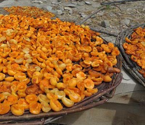 Drying apricots in Minapin Village, Hunza Valley
