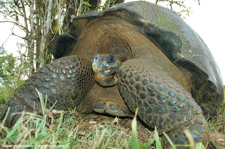 Galapagos Islands, Ecuador, South America