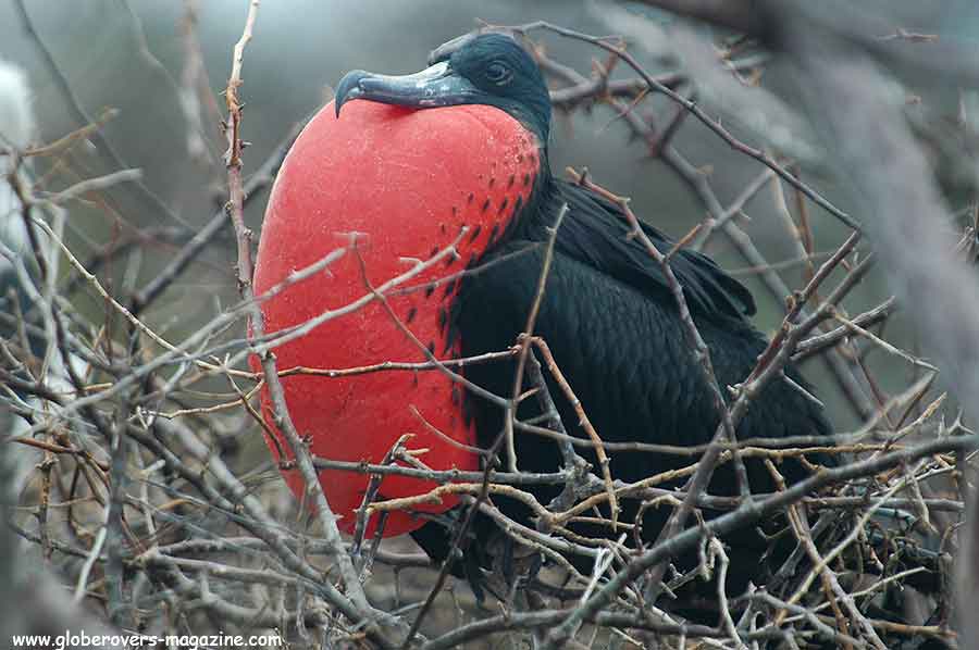 Galapagos Islands, Ecuador, South America