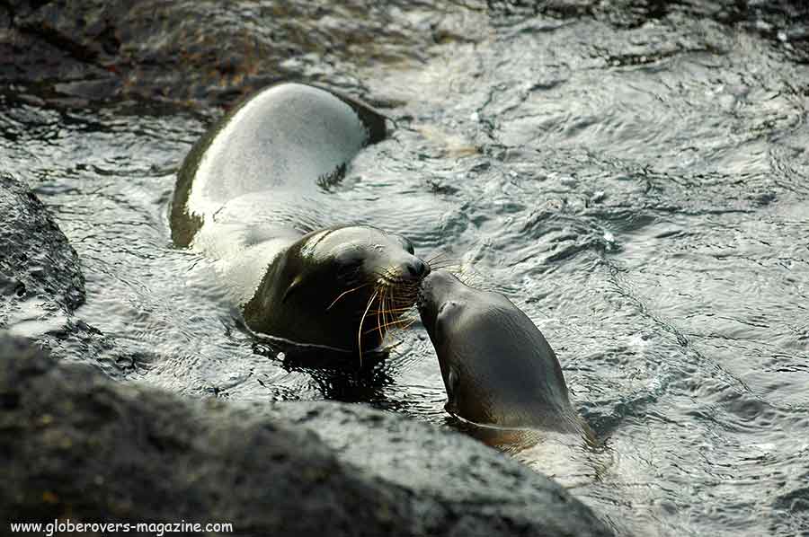 Galapagos Islands, Ecuador, South America