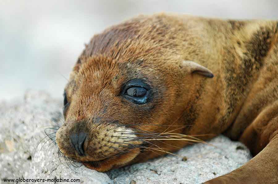 Galapagos Islands, Ecuador, South America