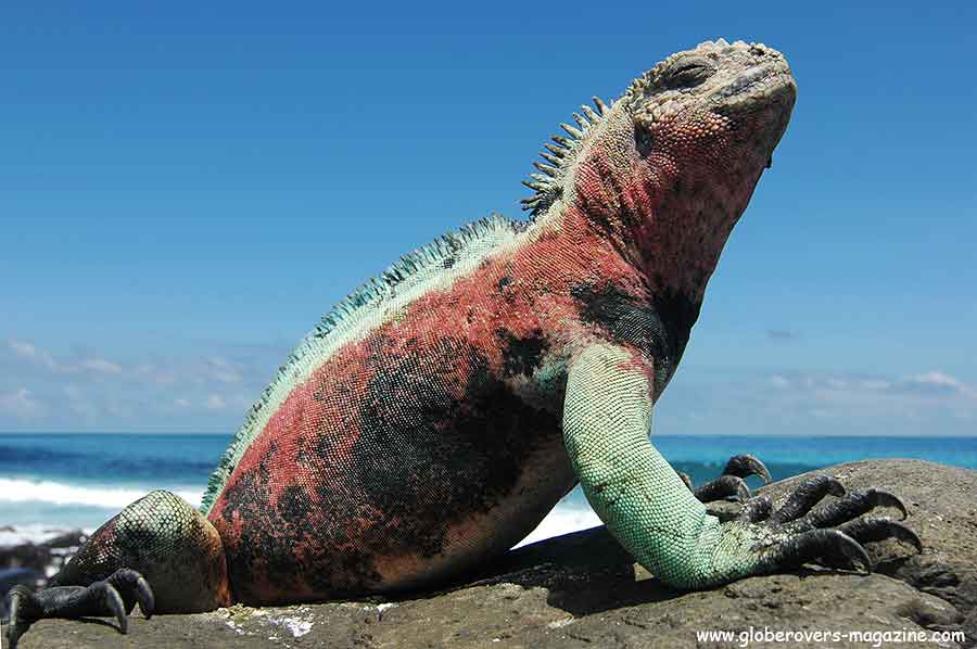 Galapagos Islands, Ecuador, South America