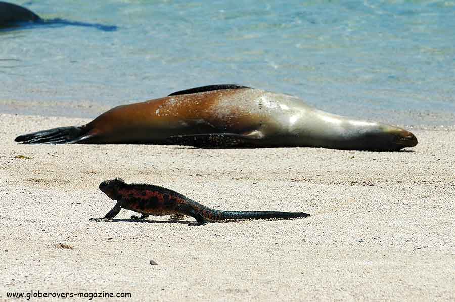 Galapagos Islands, Ecuador, South America