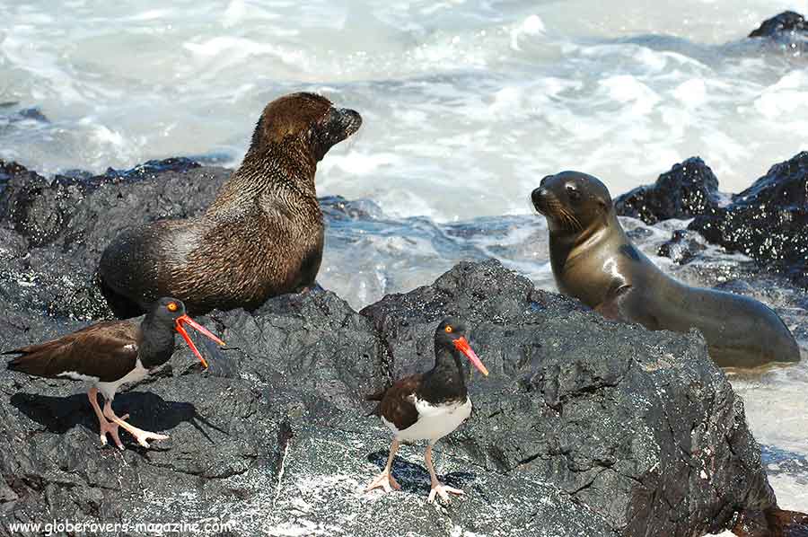 Galapagos Islands, Ecuador, South America