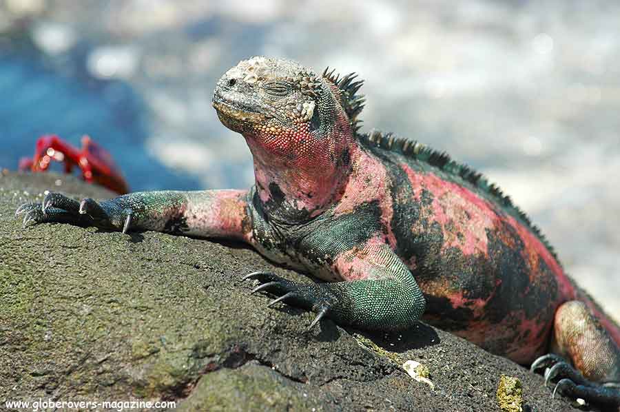 Galapagos Islands, Ecuador, South America