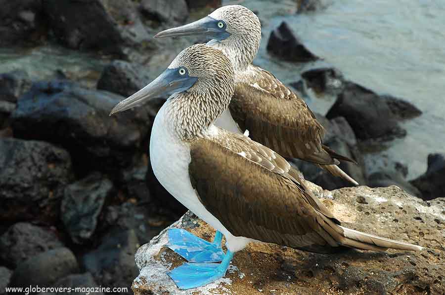 Galapagos Islands, Ecuador, South America