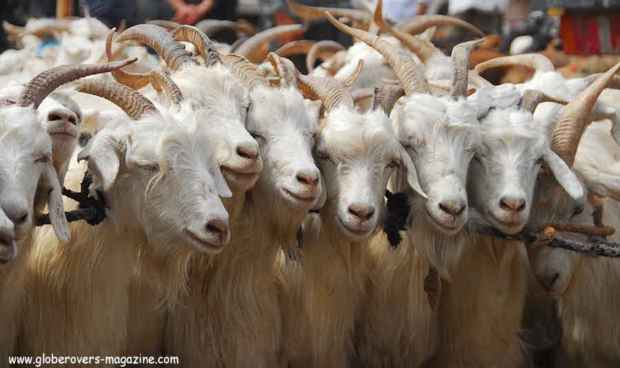 Xinjiang-China-Uyghurs--Livestock-Globerovers Magazine