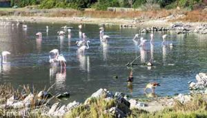 Hermanus-South Africa-Vermont-Salt-Pan-Flamingos