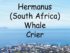 Eric Davalala, the Hermanus whale crier.