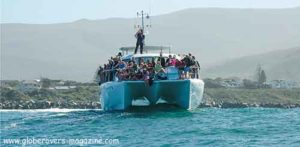 Hermanus-whales, South Africa