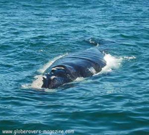 Hermanus-whales, South Africa