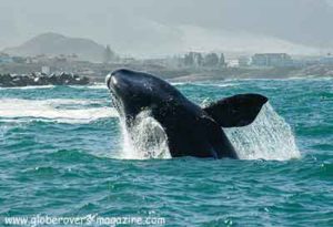 Hermanus-whales, South Africa