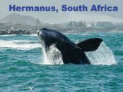 Hermanus-whales, South Africa