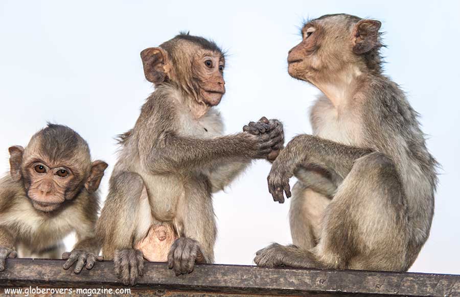 Lopburi Monkey buffet festival, thailand