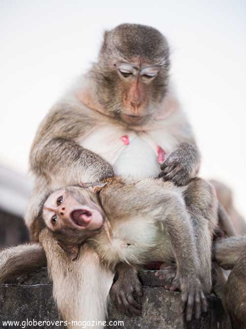 Lopburi Monkey buffet festival, thailand