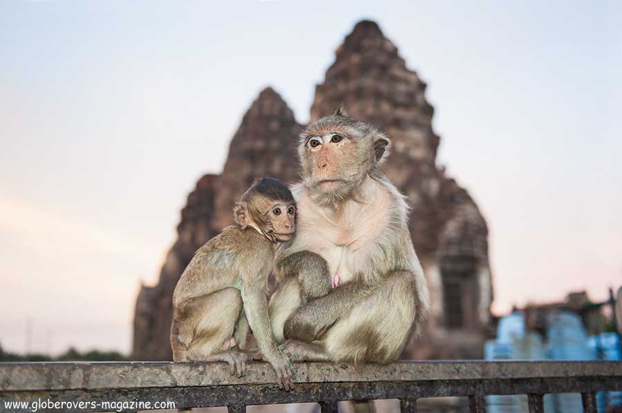 Lopburi Monkey buffet festival, thailand