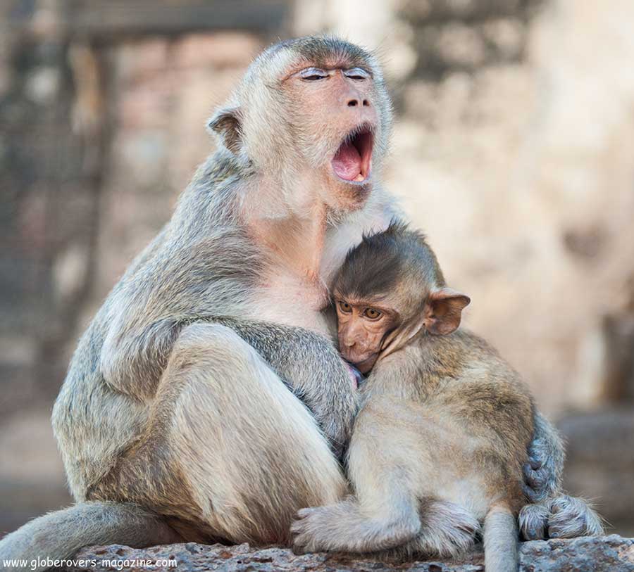 Lopburi Monkey buffet festival, thailand