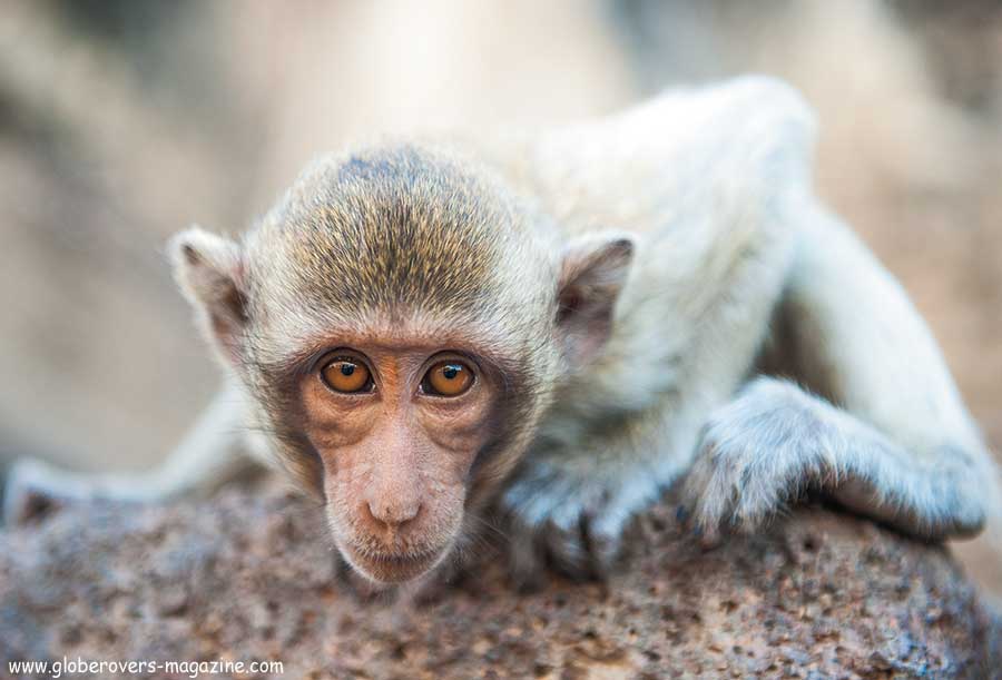 Lopburi Monkey buffet festival, thailand