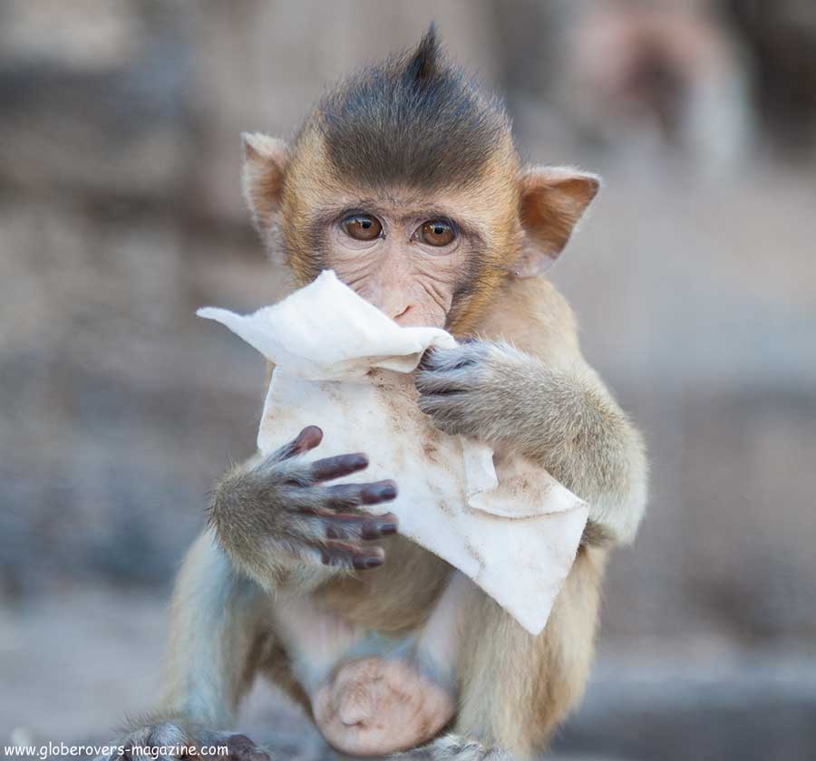 Lopburi Monkey buffet festival, thailand